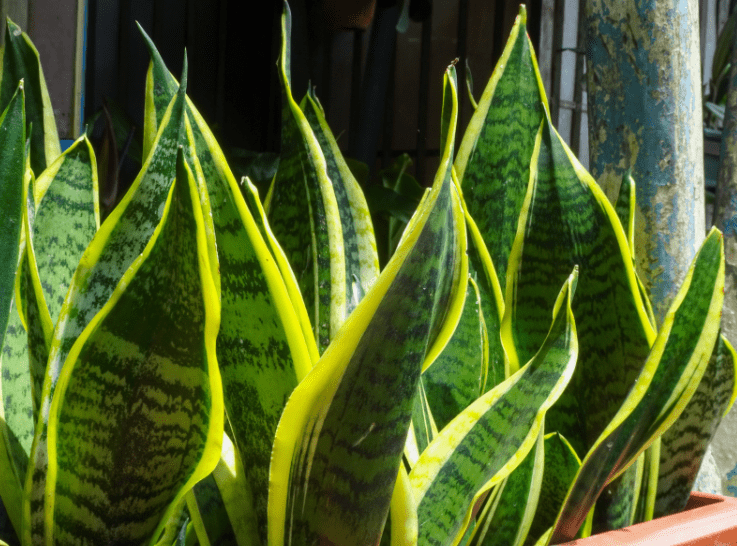 dracaena trifasciata dracaena trifasciata