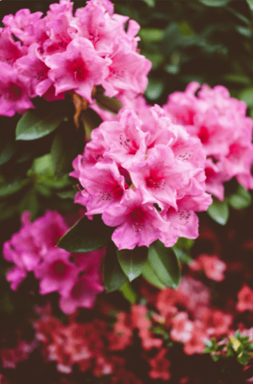 rhododendron vertical rhododendron vertical