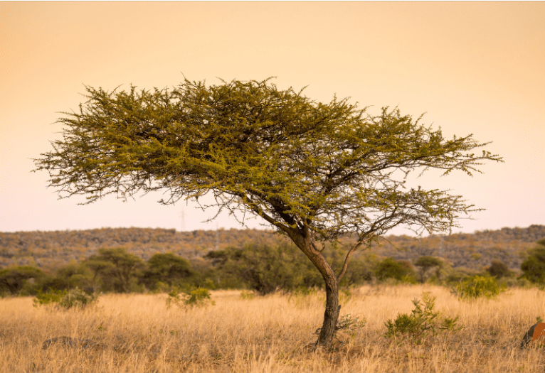 Acacia Wood Tree Acacia Wood Tree