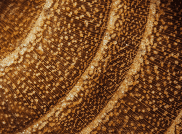 Acacia wood texture Acacia wood texture