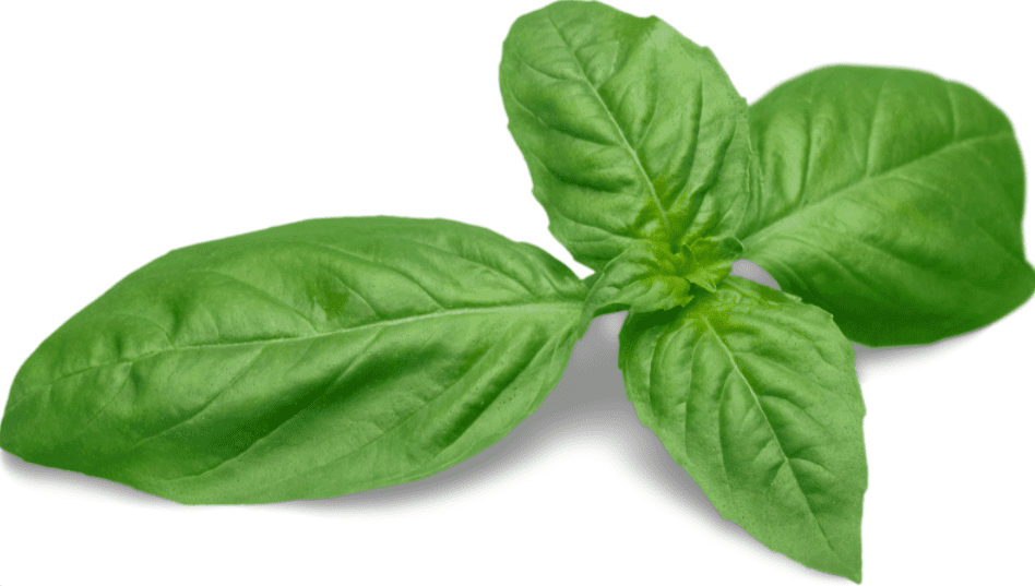 Basil Leaf Basil Leaf