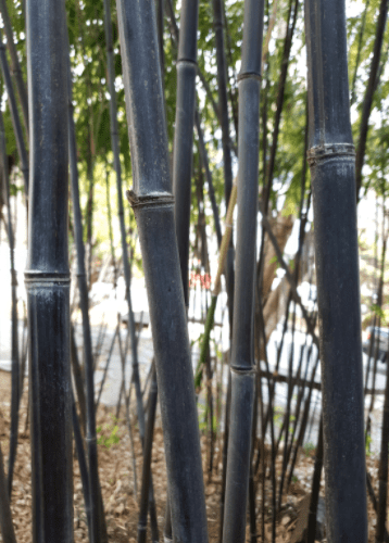 Black Bamboo Vertical Black Bamboo Vertical