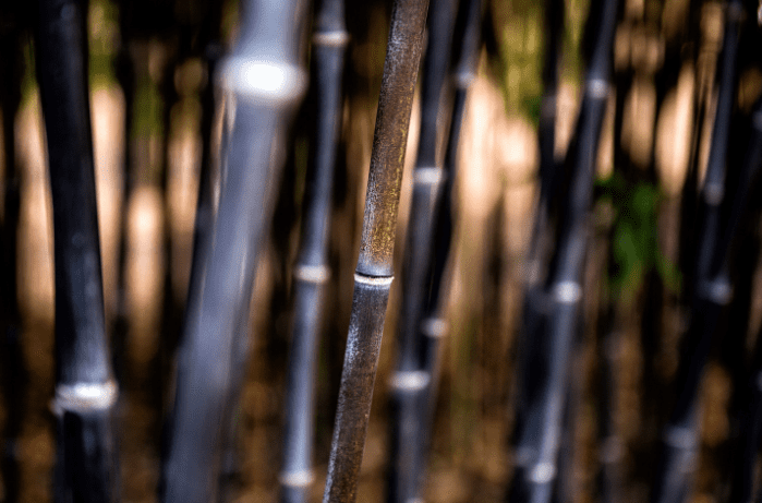 Black Bamboo Black Bamboo