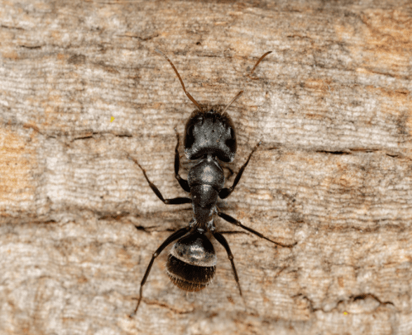 Carpenter Ants: How To Get Rid Of The Pests