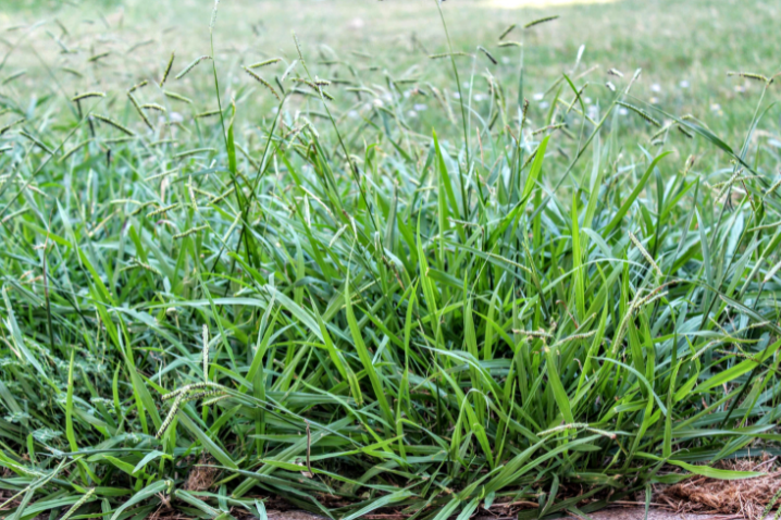 Crabgrass Identification Crabgrass spreading horizontally across a lawn with light green leaves.