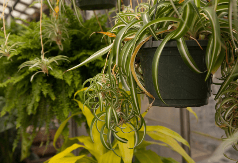 Curly Spider Plant
