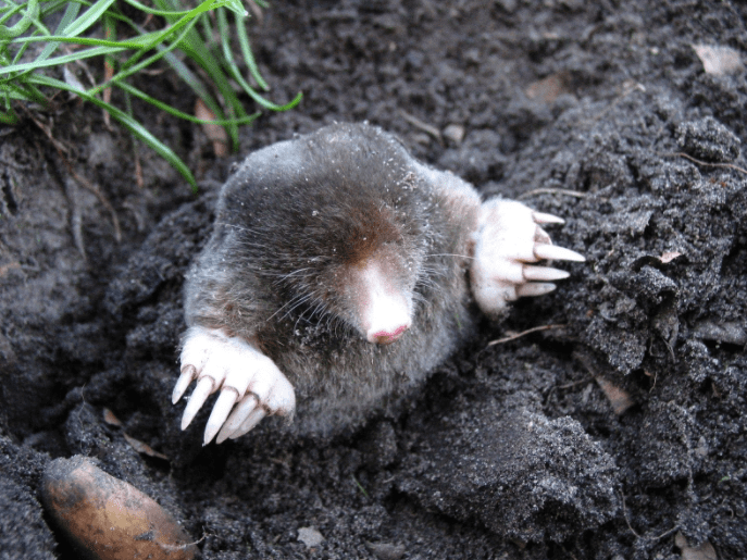 Do Moles Hibernate Do Moles Hibernate