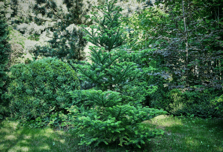 Evergreen Landscaping Evergreen Landscaping
