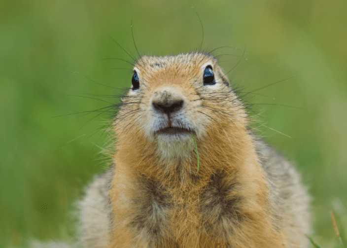 Gopher Gopher