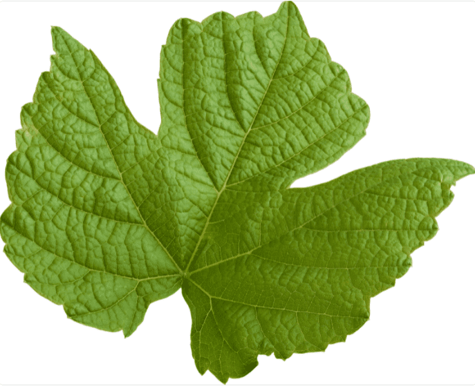 Grape Leaf Grape Leaf