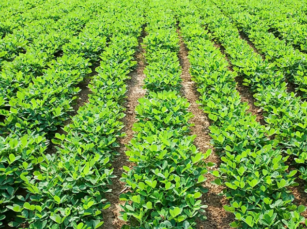 How Do Peanuts Grow Freshly harvested peanuts attached to the roots of the plant.