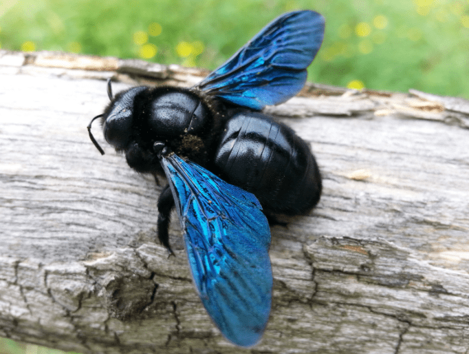How To Get Rid Of Carpenter Bees How To Get Rid Of Carpenter Bees