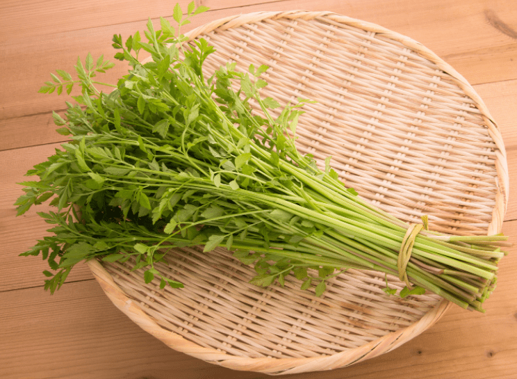 Japanese Parsley Japanese Parsley