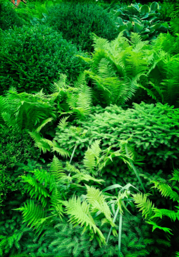 Landscaping with Evergreens Landscaping with Evergreens