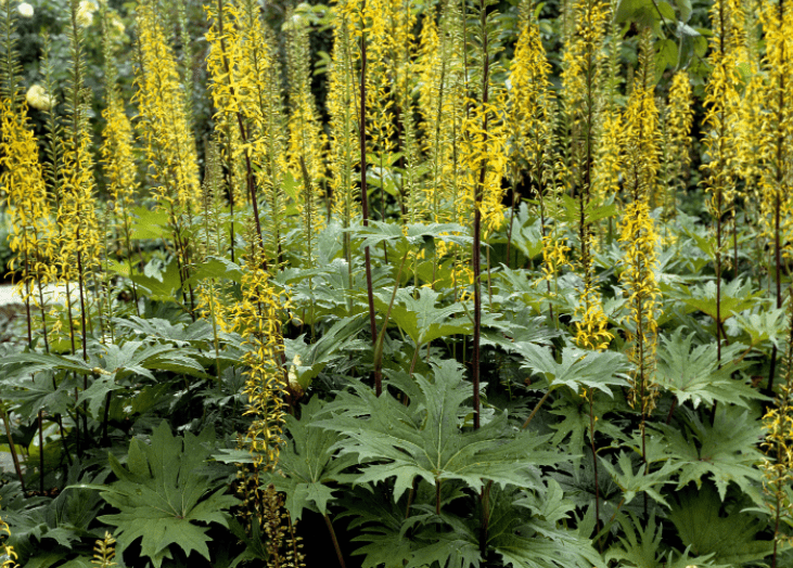 Ligularia Plant Care Ligularia plant with large leaves and yellow flower spikes in a shade garden