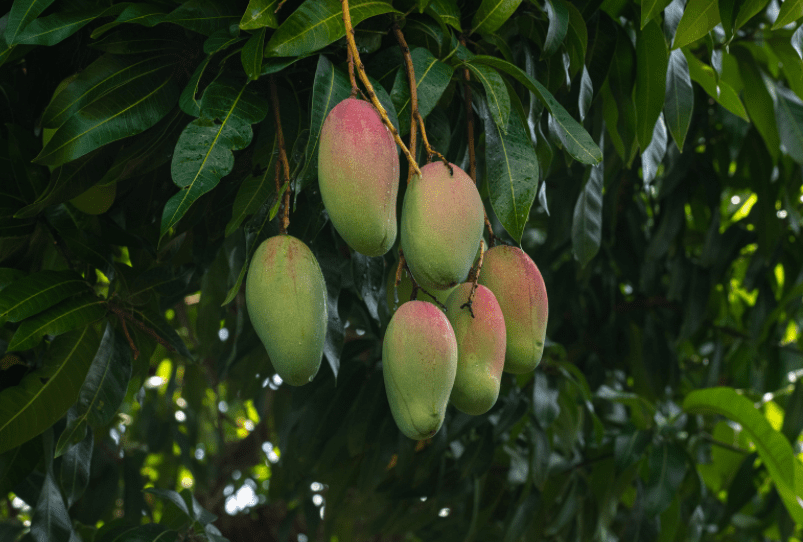 Mango Tree Mango Tree