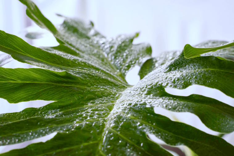 Philodendron Selloum Philodendron Selloum