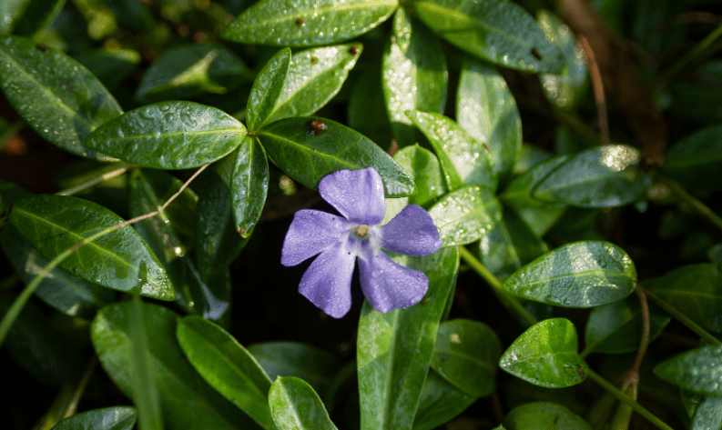 Vinca Vine Variegated Vinca vine trailing beautifully from a planter