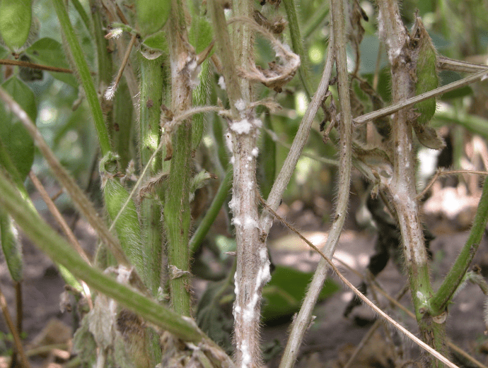 White Mold Soybean White Mold Soybean