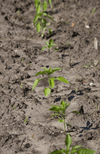 Young pepper plants Young pepper plants