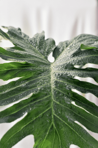 philodendron selloum care indoor philodendron selloum care indoor