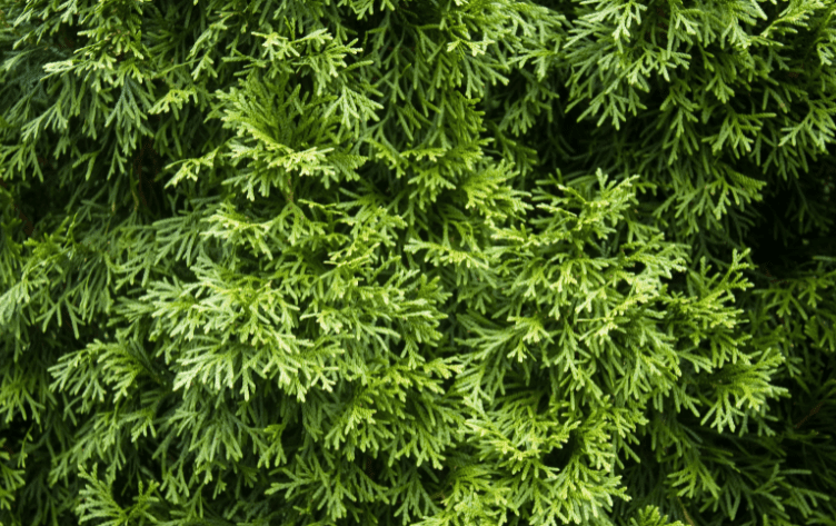 western arborvitae western arborvitae