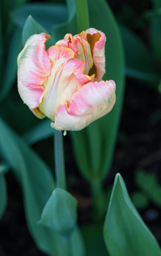 Apricot Parrot Tulip Apricot Parrot Tulip