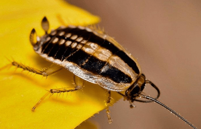 Asian cockroaches Asian cockroaches