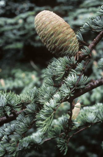 Atlas Cedar Atlas Cedar