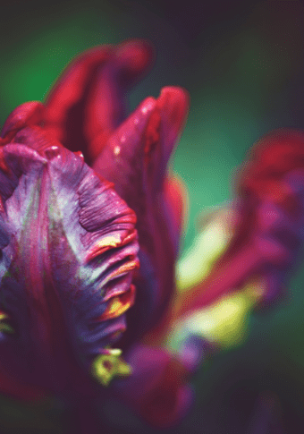 Beautiful parrot tulip Rococo