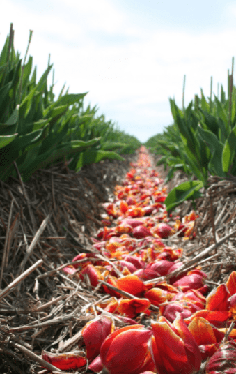 Beheaded Tulips Beheaded Tulips