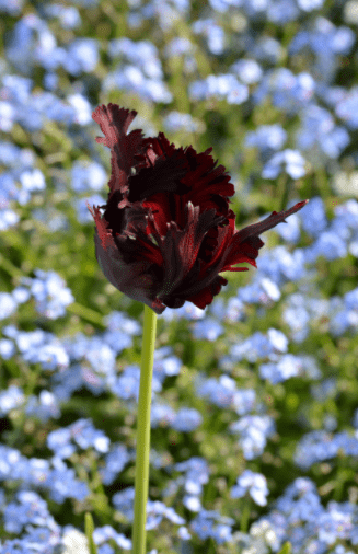 Black Parrot tulip flower Black Parrot tulip flower