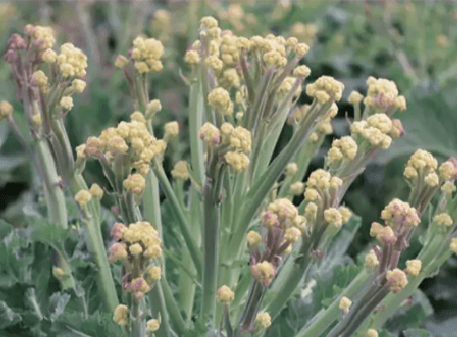 Burbank Broccoli Burbank Broccoli
