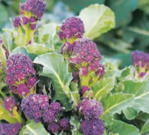 Cardinal Broccoli Cardinal Broccoli