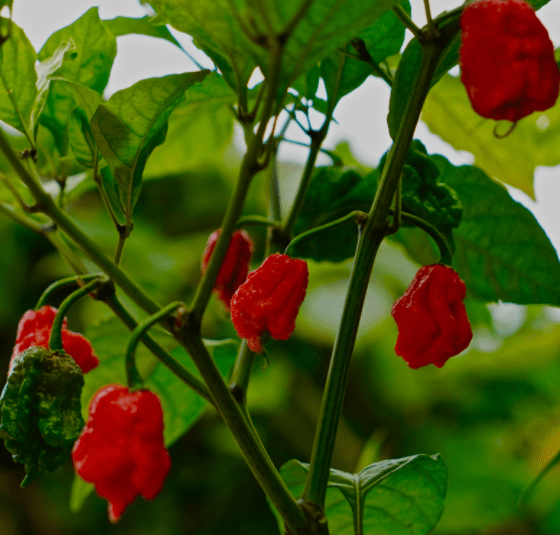 Carolina Reaper Fire Peppers Carolina Reaper Fire Peppers