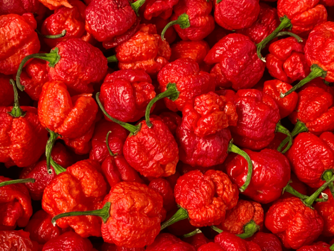 Carolina Reaper Hot Pepper Carolina Reaper Hot Pepper