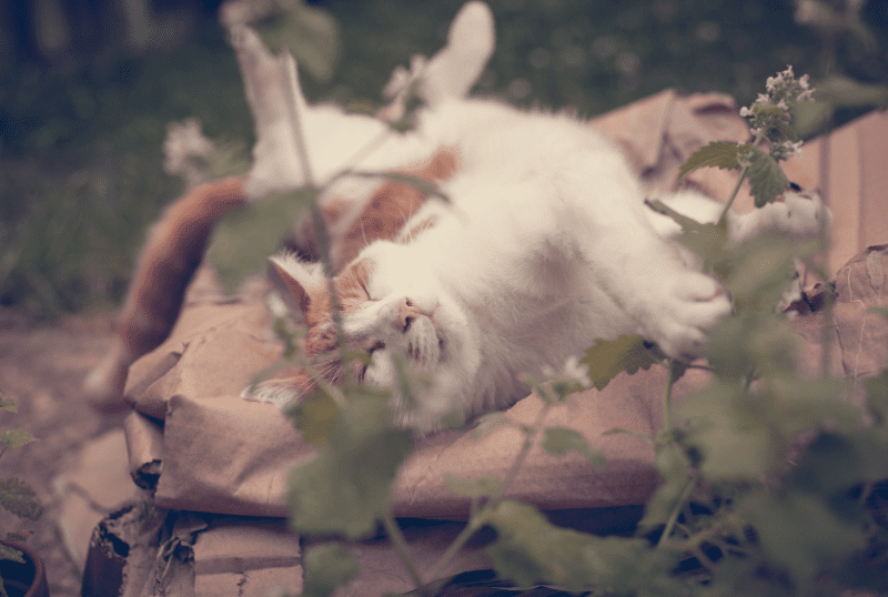 Catnip For Dogs Catnip For Dogs