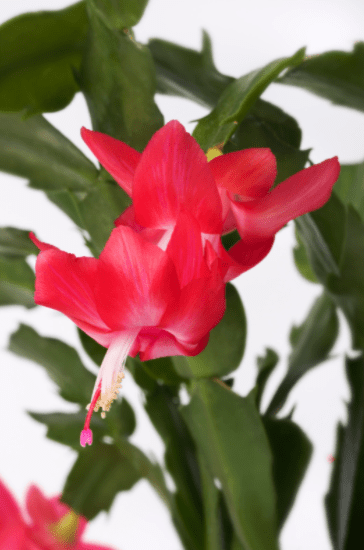 Christmas cactus (Schlumbergera bridgesii)