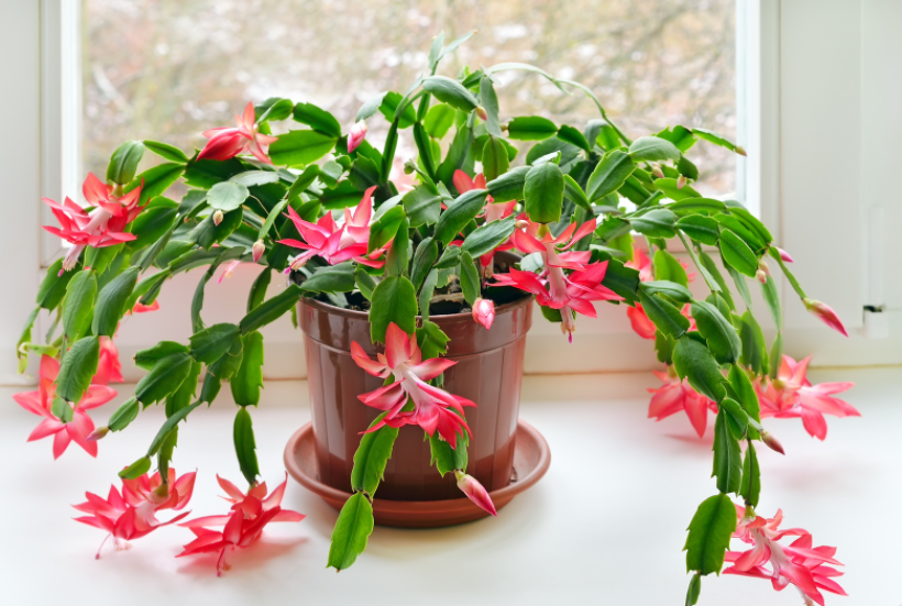 Christmas cactus Christmas cactus
