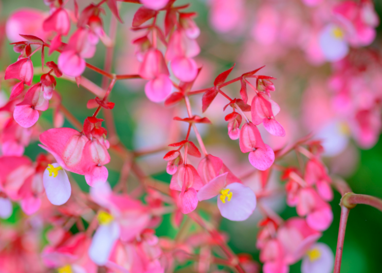 Dragon Wing Begonia Dragon Wing Begonia