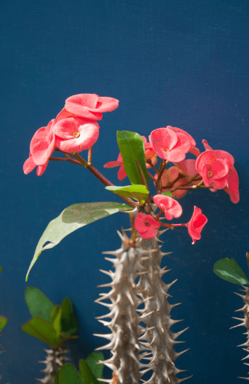 Euphorbia-Vertical