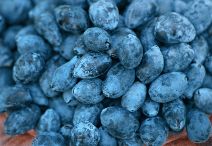 Honeyberry Honeyberry