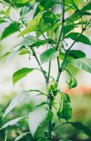 Hot Peppers, Unripe Carolina Reaper Hot Peppers, Unripe Carolina Reaper