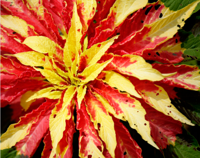 Joseph's Coat plant Joseph's Coat plant