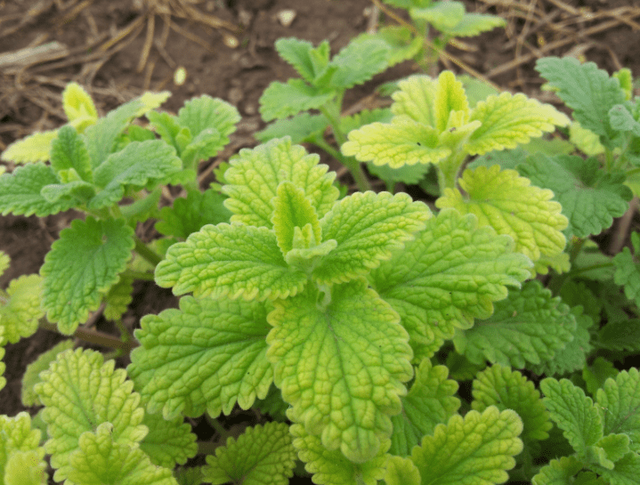 Mint Growing Mint Growing