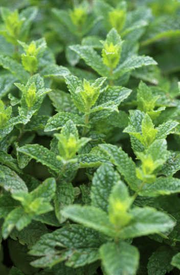 Mint Mint