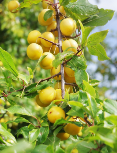 Mirabelle Plums on Tree Mirabelle Plums on Tree