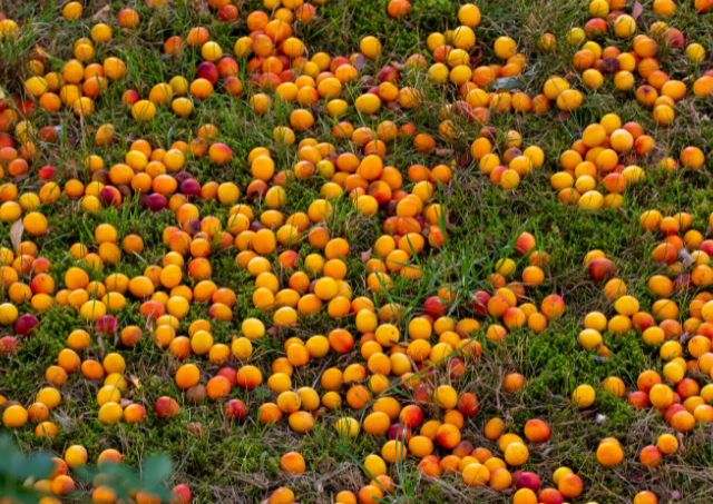 Mirabelle Plums Mirabelle Plums