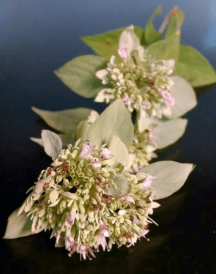 Mountain Mint vertical Mountain Mint vertical