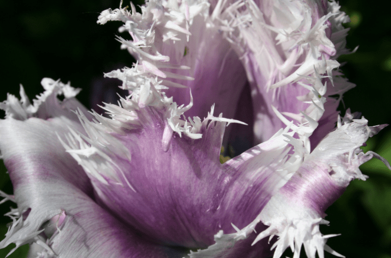 Parrot Tulip Parrot Tulip